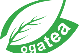 Thông tin sản phẩm trà túi lọc Ogatea