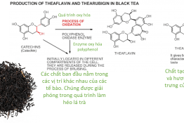 Tác dụng của trà đen trên hệ tiêu hóa